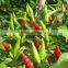 Chili pepper- High Quality Frozen Hot Red Chili Pepper/fresh red chili