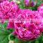 Fresh stylish peony flower marking in china