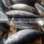 frozen skipjack tuna fish