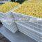 Automatic Bean Sprouting Machine