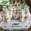 Chinese normal white fresh garlic 5.5cm