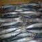 Frozen whole round scad on sale!!!!