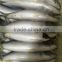 Low Price Pacific Mackerel White Belly 200-300g