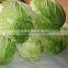 Green chinese cabbage with high quality on hot sale
