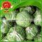 brands iceberg cabbage green cabbage specification of fresh cabbage