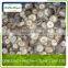 product quality protection frozen shiitake mushroom