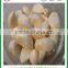 fresh white garlic from chinese garlic hometown Jinxiang