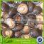 marinated High quality organic shii-tak mushroom