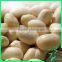 High Quality Peanuts Kernels Best Selling