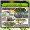 Consumption Sunflower Seeds 5009 New Crop2015