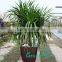 homeware unique plastic plant pots for orchids