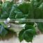 SJ0601027 Guangzhou factort wholesale fake leaves vine plastic artificial flowers vine