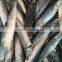 sea food seafrozen Mackerel