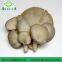 New Arrival High Quality Pleurotus Abalonus