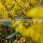top quality pure forsythia oil with reasonable price and fast delivery on hot selling