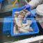 BQF Frozen Cleaned Squid Fillet Block Good Price