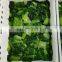 Sinocharm BRC-A approved New Crop  IQF Pakchoi Whole