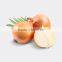 fresh fresh small onion for sale