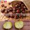 Organic HALAL Snack Ready to Eat Chestnuts