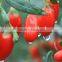 GMP manufacturer supply High quanlity Goji Berry extract powder