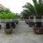 Indoor and outdoor plants Cycas revoluta Thunb.