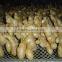 Fresh air dried Ginger