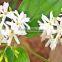 Jasmine Body Massage Oil
