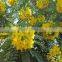 Cassia Angustifolia extract