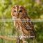 with bright eyes feathered owl decoration feather scare owl