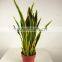 Guangzhou shengjie Artificial bonsai agave plant indoor decoration