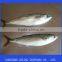 Frozen Seafood Pacific Mackerel