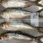 FROZEN SARDINE FISH/ SHAD FISH/ SIZE 4/6