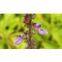 Cokleus forsolin extracts