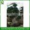 Ficus microcarpa multiroots 2-2.5m (1)