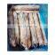 Good quality frozen whole todarodes squid for export
