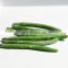 2020 New Crop BRC Certified IQF Frozen Green Beans