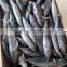 Small size sea frozen bonito fishing products