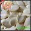 China Snow White Pumpkin Seeds