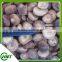 Frozen Shiitake Mushroom Cultivation