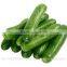 fresh cucumber india/cucumber exporter from india/english cucumber