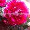 silk red peony flower wholesale decorations flowers artificial Big Peony Head
