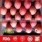 China fresh fuji apple wholesale distributors