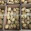 Fresh Potato 200-250g Big Size