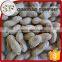 Raw peanuts in shell