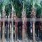 Palm trees Livistona chinensis (Jacq.) R. Br