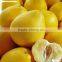 white fresh grapefruit Citrus maxima