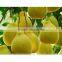 Honey Pomelo Fresh Fruit White meat Promotion Price