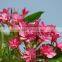 Red Flower Plumeria Rubra L. Cv. Acutifolia