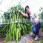 2016 lastest F1 hybrid green early maturing screw pepper seeds