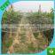 agricultural invisible plastic hdpe bird nett for tree